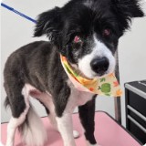 A border collie wearing an orange bandana