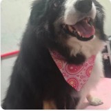 A happy Bernese mountain dog wearing a pink bandana