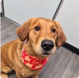 A golden retriever wearing a red bandana after grooming