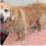 A golden retriever standing on the grooming table after a bath