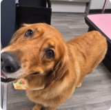 A golden retriever holding a treat after grooming