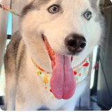 A husky with tongue out, wearing an orange bandana