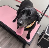 A black lab on the grooming table with its tongue out