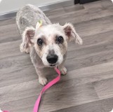 A small white terrier on a pink leash after a bath